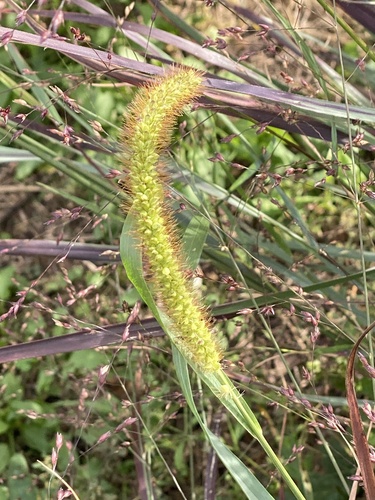 Setaria pumila, photograph 1
