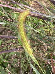 Setaria pumila