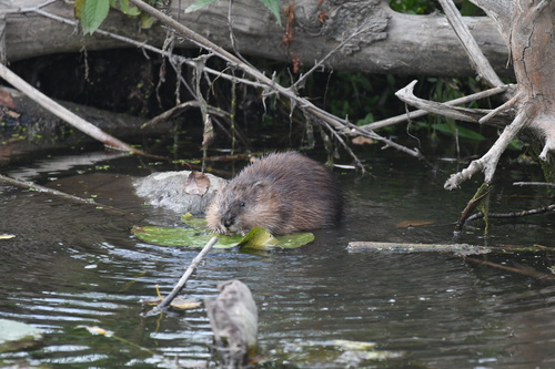 Muskrat