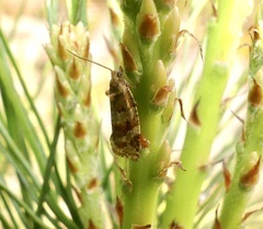 Argyrotaenia tabulana