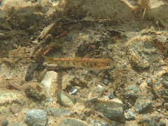 Salvelinus fontinalis