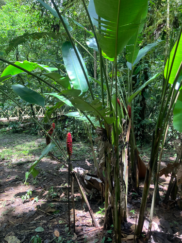 Heliconia imbricata