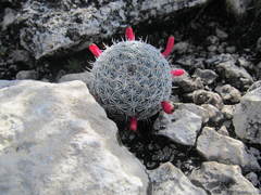Mammillaria haageana haageana