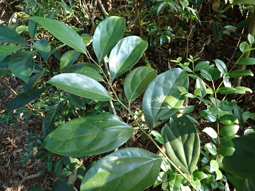 Cryptocarya densiflora observed 2026-09-17