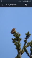 Loxia pytyopsittacus