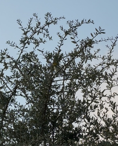 Golden-cheeked Warbler