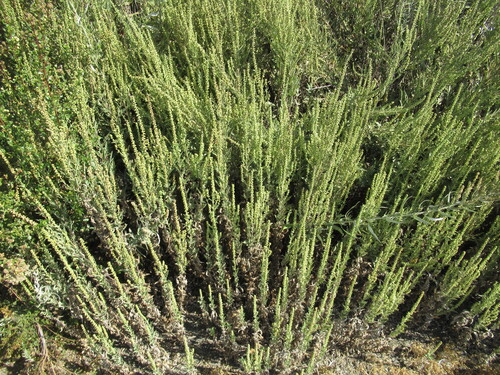 Ambrosia psilostachya