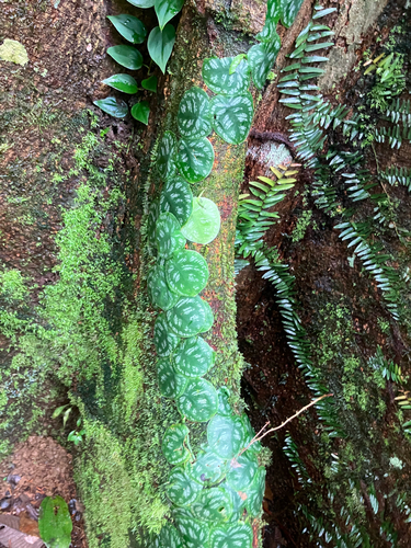 Monstera tuberculata, photograph 4