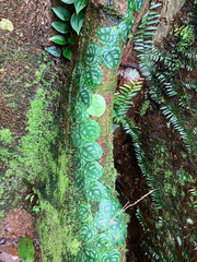 Monstera tuberculata, photograph (c) River Ahlquist, some rights reserved (CC BY)