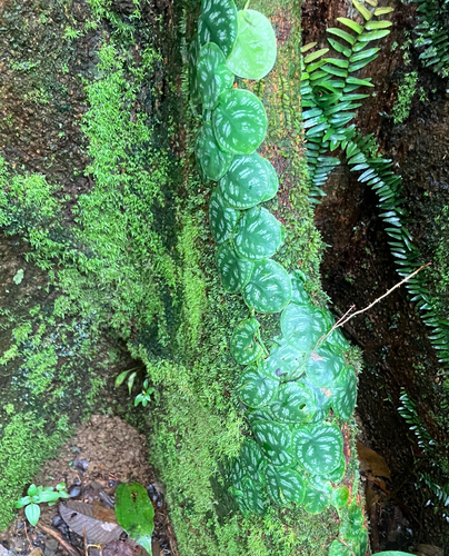 Monstera tuberculata, photograph 3