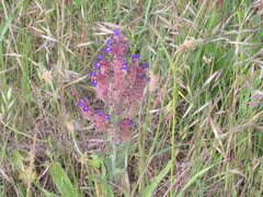 Anchusa undulata, photograph (c) zebedeugalinha, some rights reserved (CC BY)