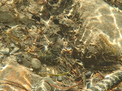 Salvelinus fontinalis