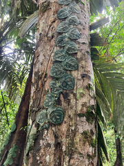 Monstera tuberculata, photograph (c) River Ahlquist, some rights reserved (CC BY)