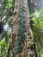 Monstera tuberculata