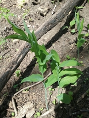 Polygonatum biflorum commutatum