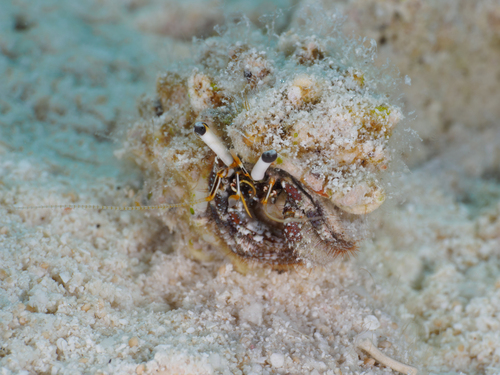 Dardanus scutellatus observed 2026-09-23