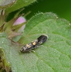 Chrysoesthia sexguttella