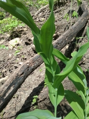 Polygonatum biflorum commutatum