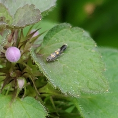 Chrysoesthia sexguttella