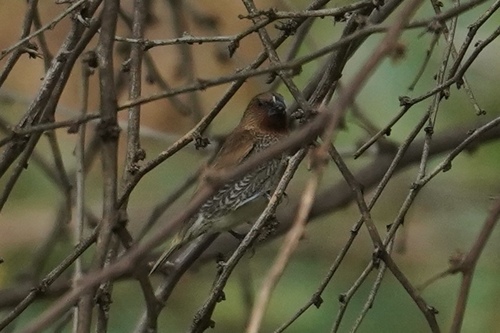 Lonchura punctulata observed 2026-09-26
