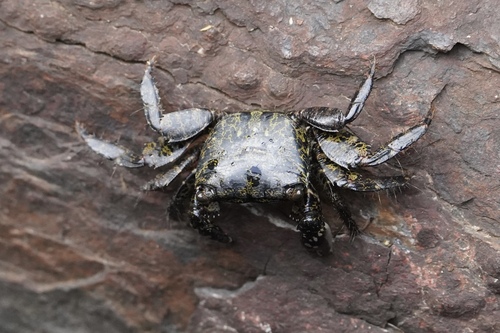 Metopograpsus thukuhar observed 2026-09-26