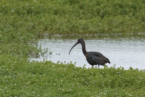 Plegadis chihi observed 2026-09-26