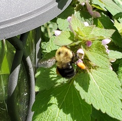 Bombus bimaculatus