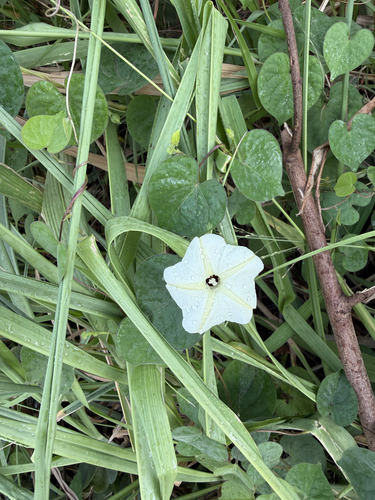 Ipomoea obscura observed 2026-09-26