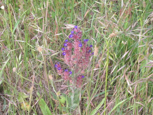 Anchusa undulata (Anchusa undulata)