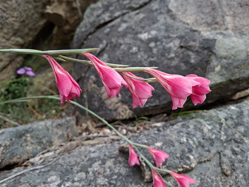 Gladiolus caryophyllaceus, photograph 1