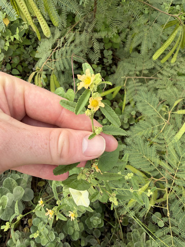 Sida spinosa observed 2026-09-26