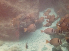 Acanthurus leucopareius