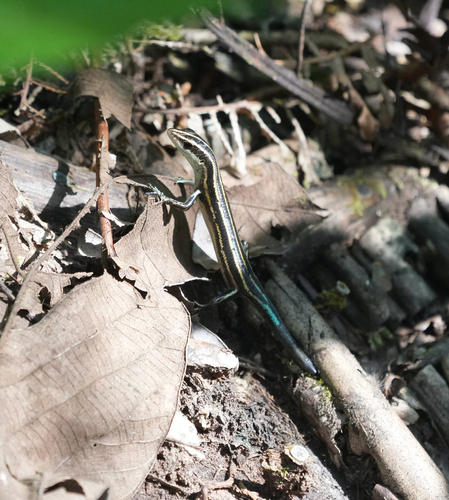 Emoia caeruleocauda observed 2026-09-18