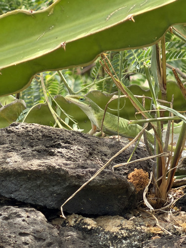 Anolis carolinensis observed 2026-09-26