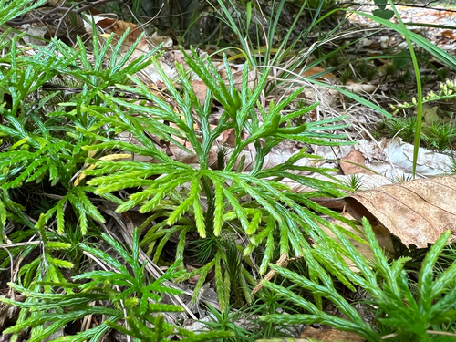 fan clubmoss