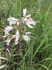 Penstemon pallidus