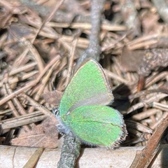 Callophrys rubi
