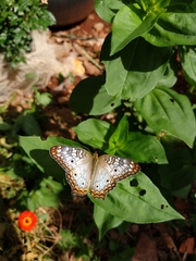 Anartia jatrophae