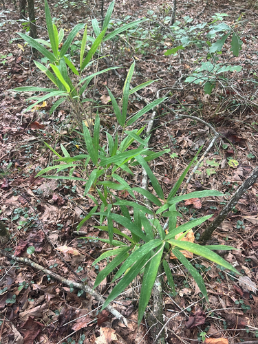 hill cane