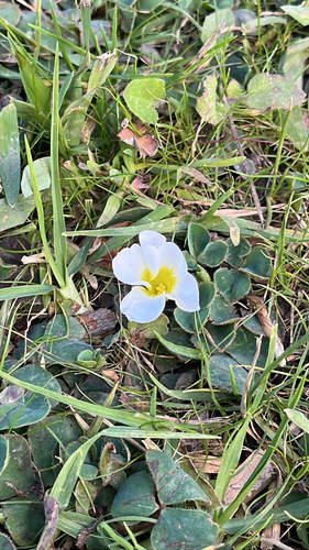 Oxalis purpurea, photograph 3