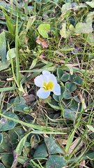 Oxalis purpurea, photograph (c) koalabi, some rights reserved (CC BY)