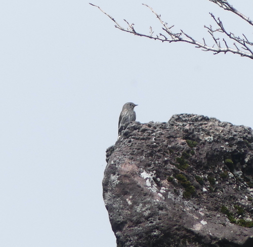 Gray-streaked Flycatcher