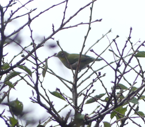 Warbling White-eye