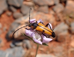 Vadonia bisignata