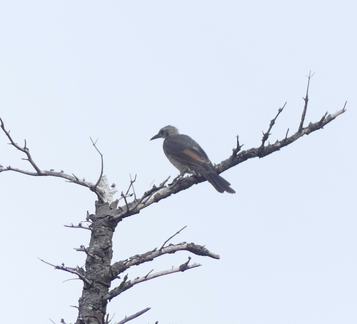 Brown-eared Bulbul