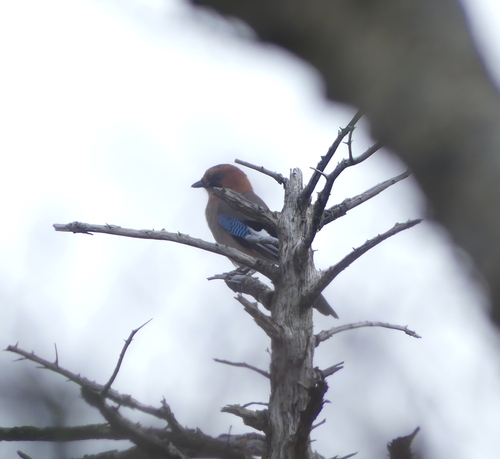 Eurasian Jay