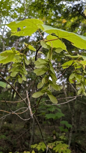 Acer pensylvanicum, photograph 3