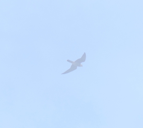 Eurasian Hobby