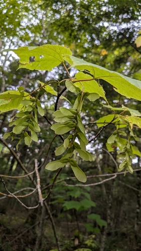 Acer pensylvanicum, photograph 4