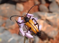 Vadonia bisignata